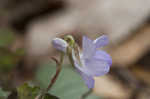 Prostrate blue violet